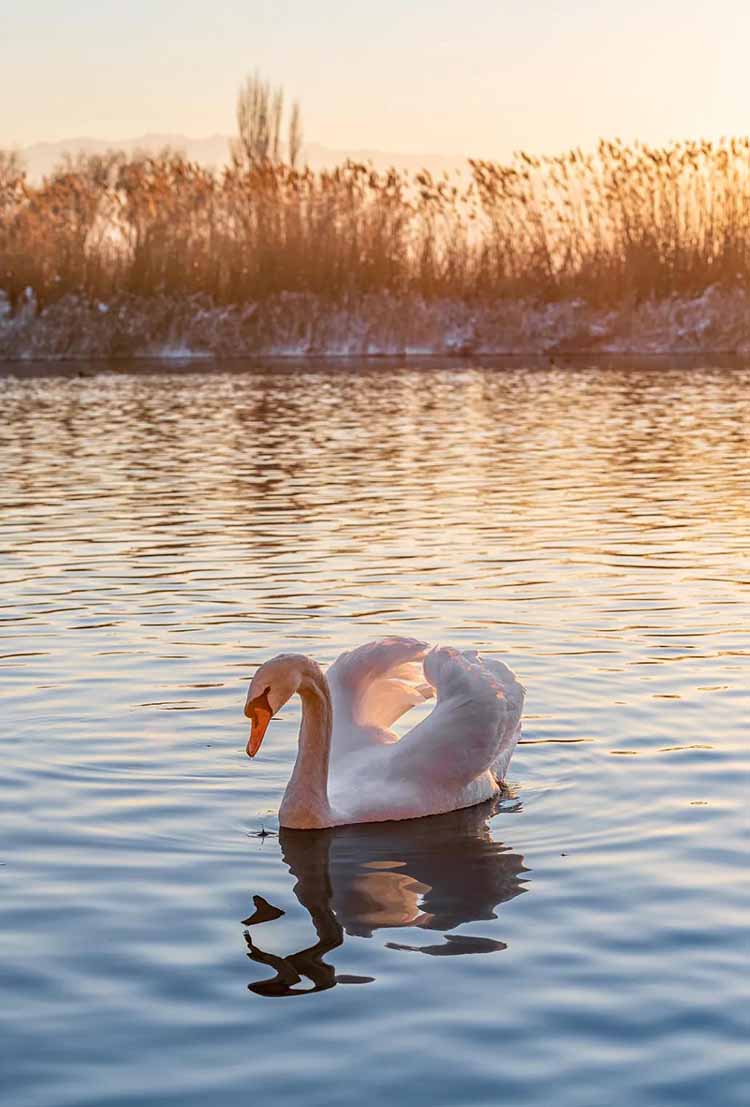 靜候春日來(lái)